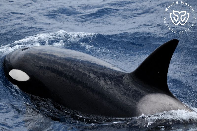 Whale Watch Western Australia