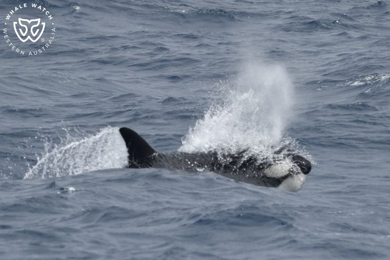 Whale Watch Western Australia