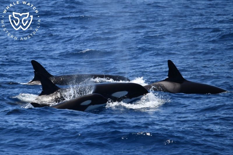 Whale Watch Western Australia