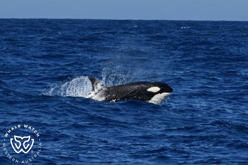 Whale Watch Western Australia