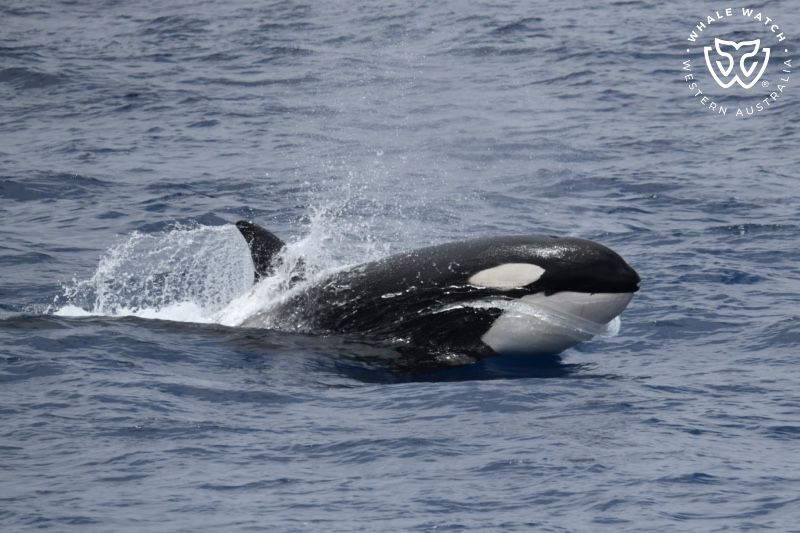 Whale Watch Western Australia