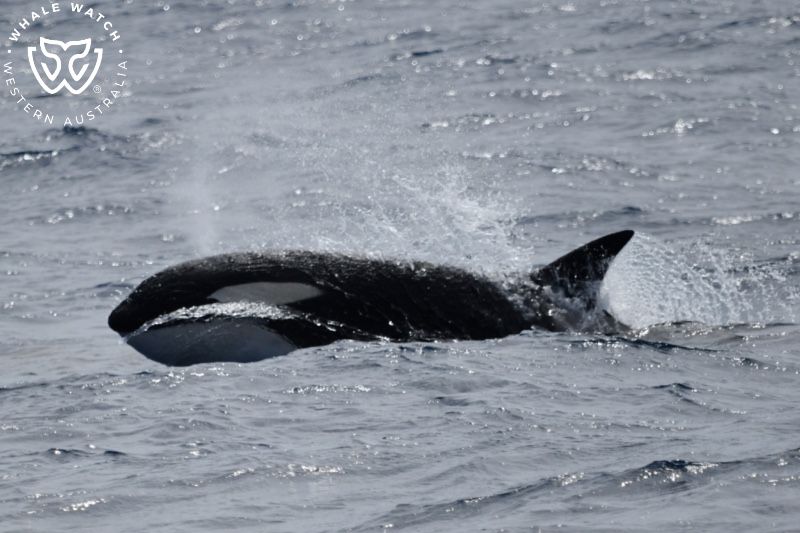 Whale Watch Western Australia