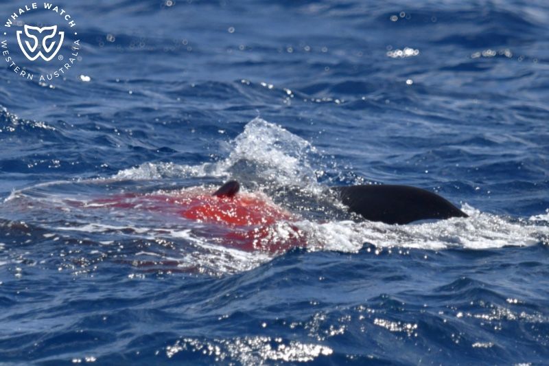 Whale Watch Western Australia