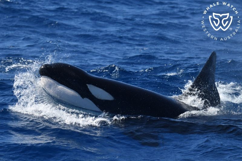 Whale Watch Western Australia