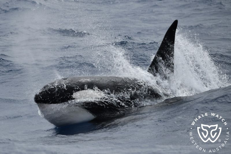 Whale Watch Western Australia
