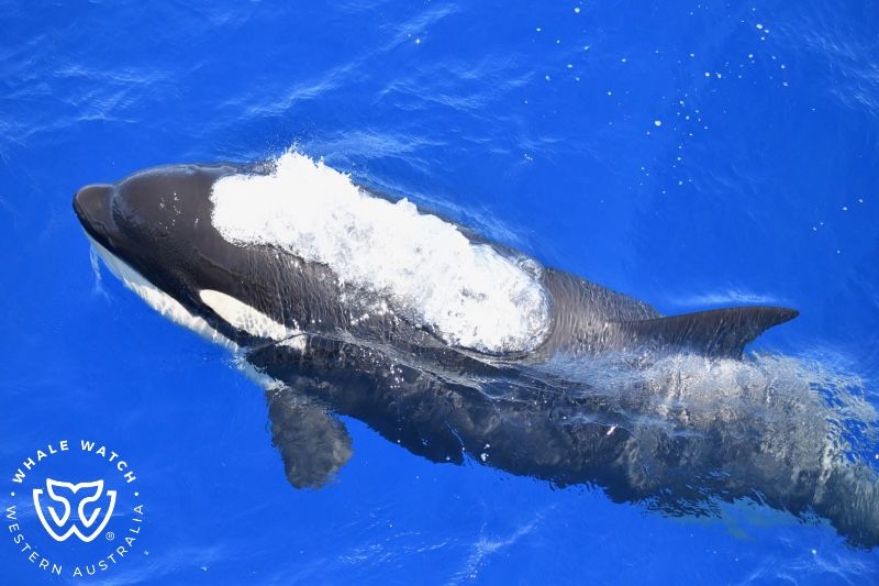 Whale Watch Western Australia