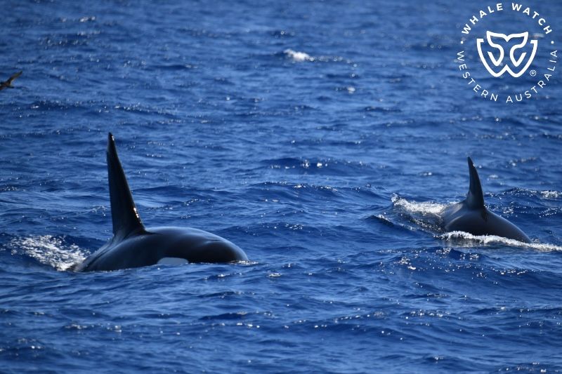 Whale Watch Western Australia