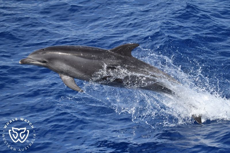 Whale Watch Western Australia