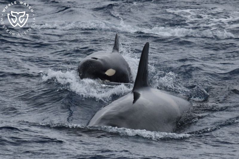 Whale Watch Western Australia