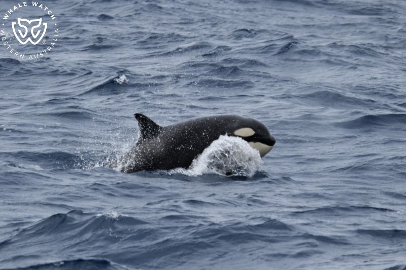Whale Watch Western Australia