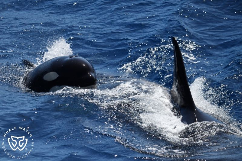 Whale Watch Western Australia