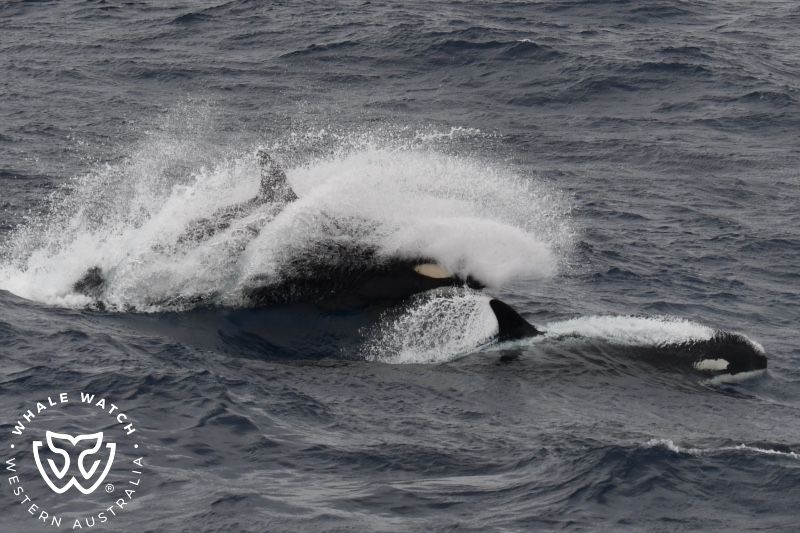 Whale Watch Western Australia