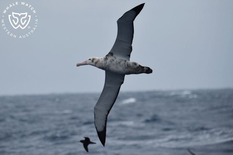 Whale Watch Western Australia