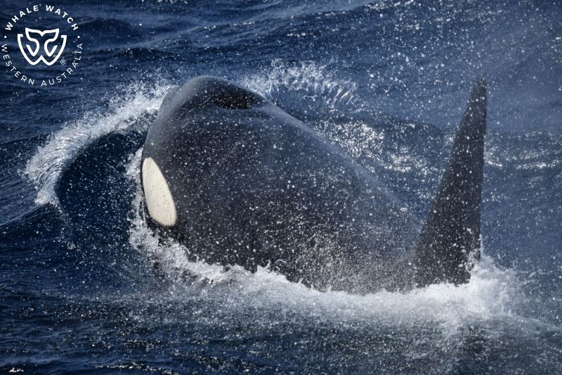 Whale Watch Western Australia