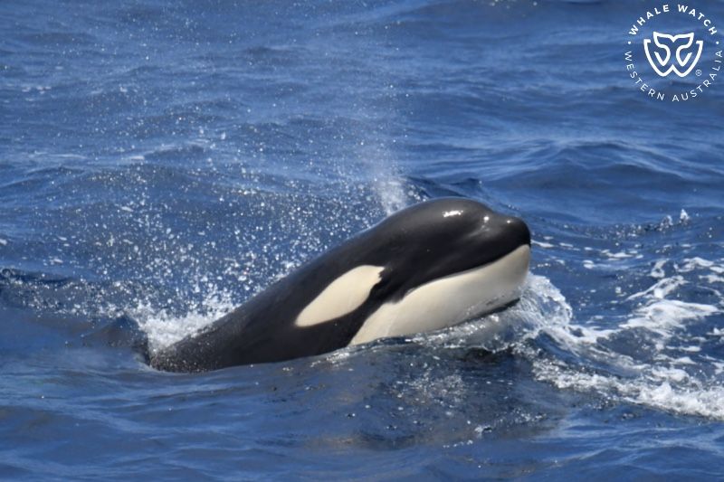 Whale Watch Western Australia