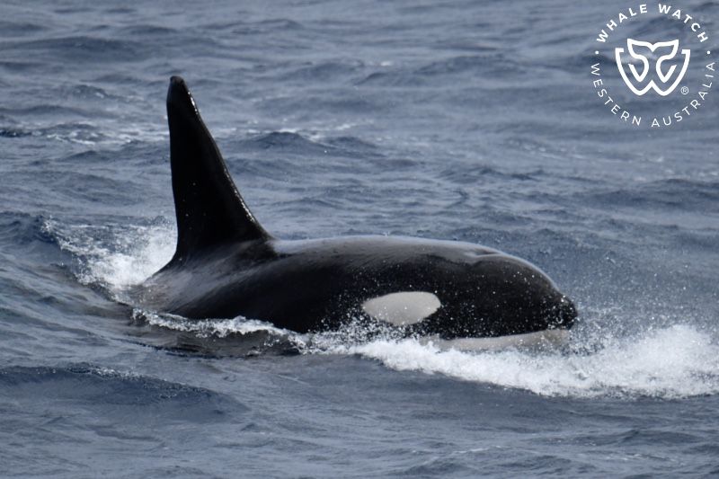 Whale Watch Western Australia