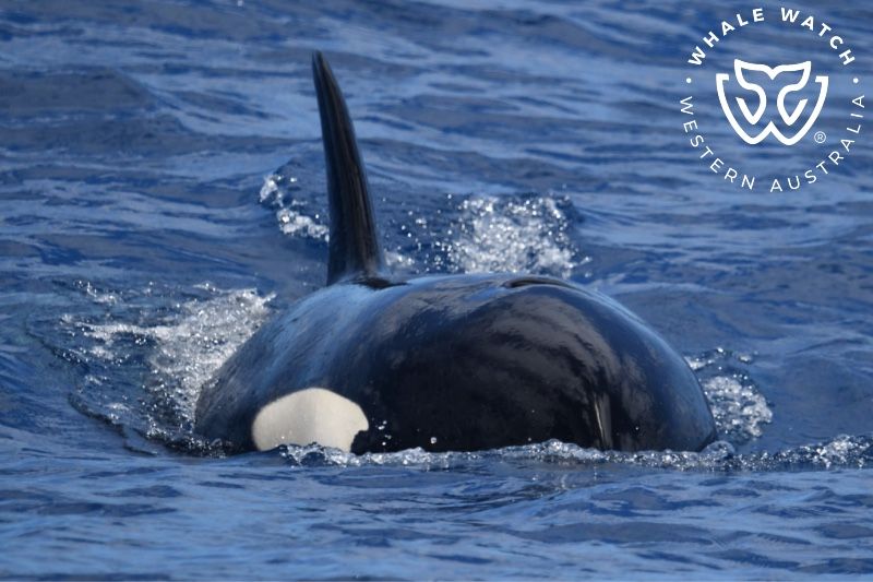 Whale Watch Western Australia