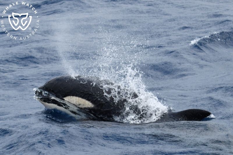 Whale Watch Western Australia