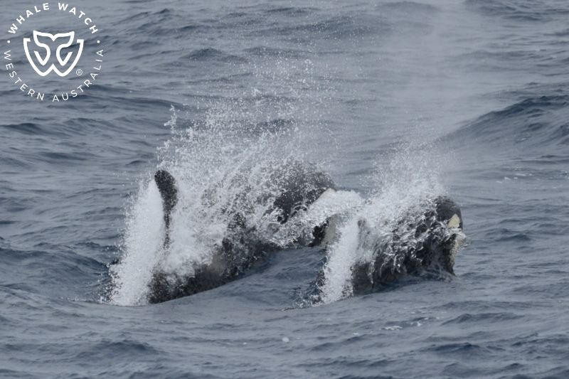 Whale Watch Western Australia