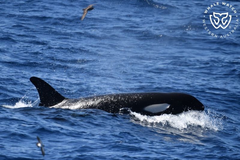 Whale Watch Western Australia