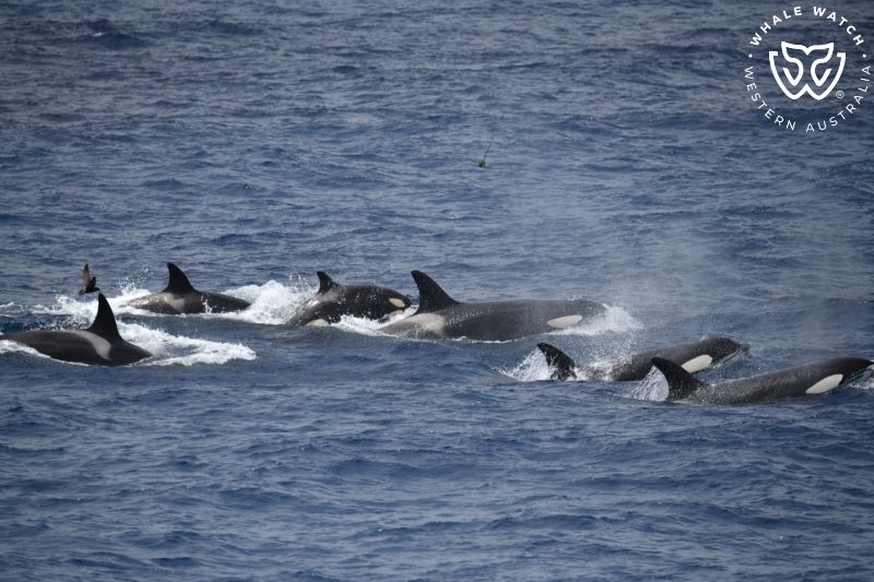 Whale Watch Western Australia