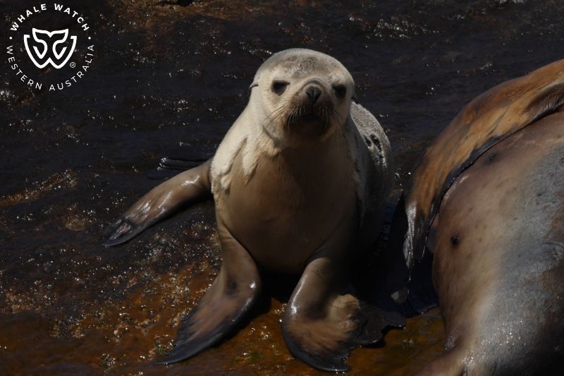 Whale Watch Western Australia