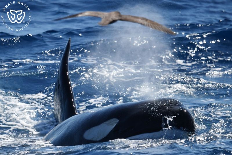 Whale Watch Western Australia