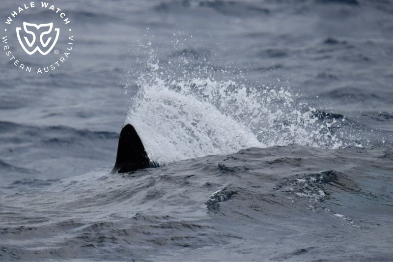 Whale Watch Western Australia