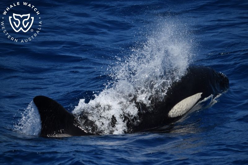 Whale Watch Western Australia