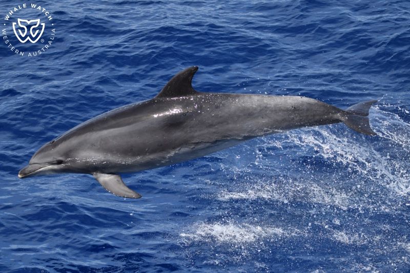 Whale Watch Western Australia