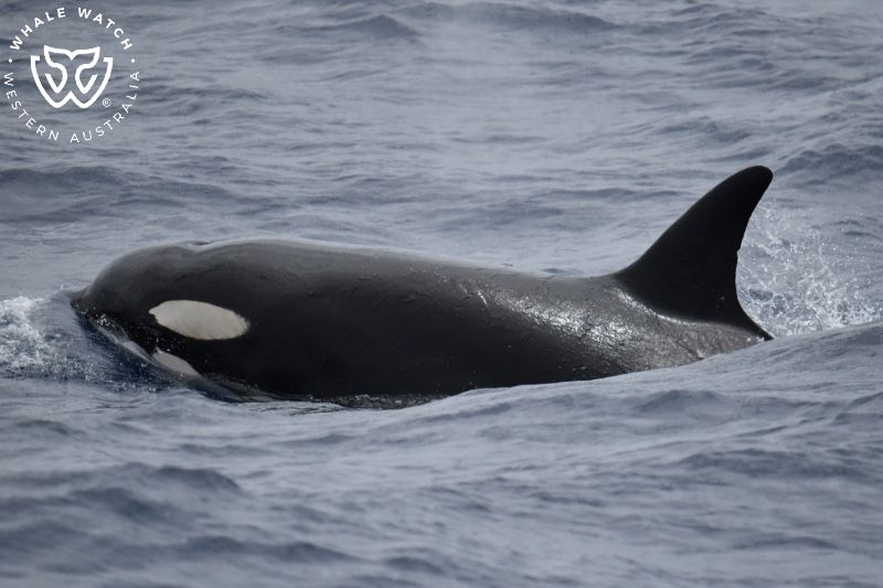 Whale Watch Western Australia