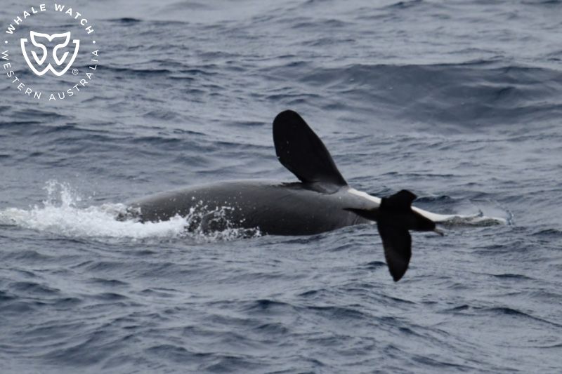 Whale Watch Western Australia
