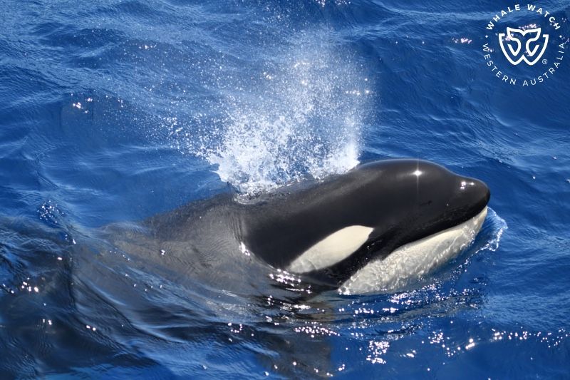 Whale Watch Western Australia