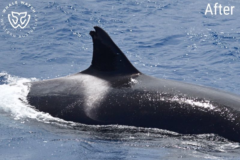Whale Watch Western Australia