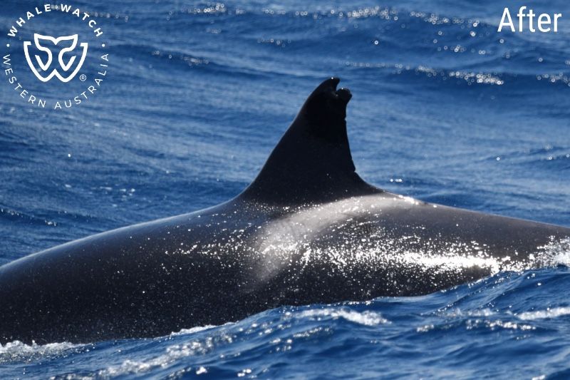 Whale Watch Western Australia