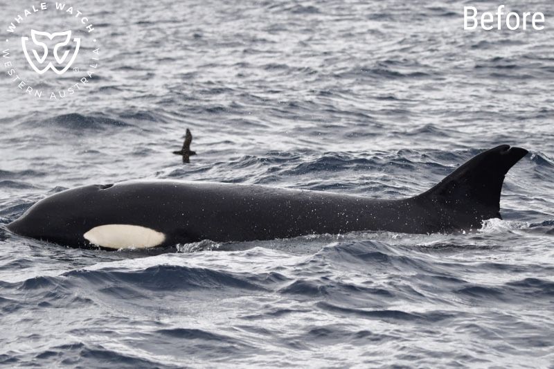 Whale Watch Western Australia
