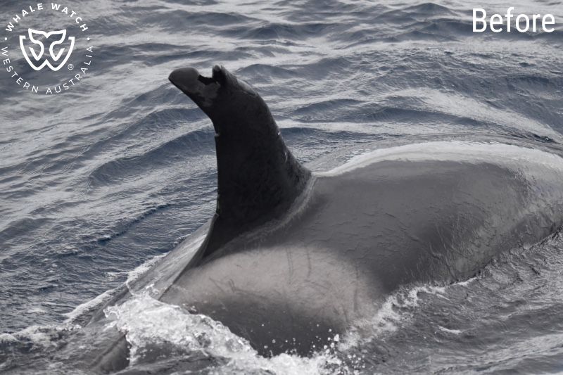 Whale Watch Western Australia