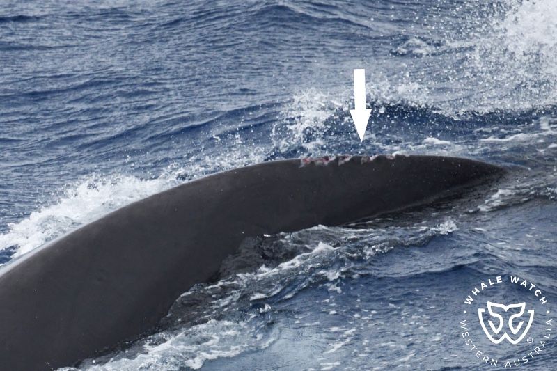 Whale Watch Western Australia