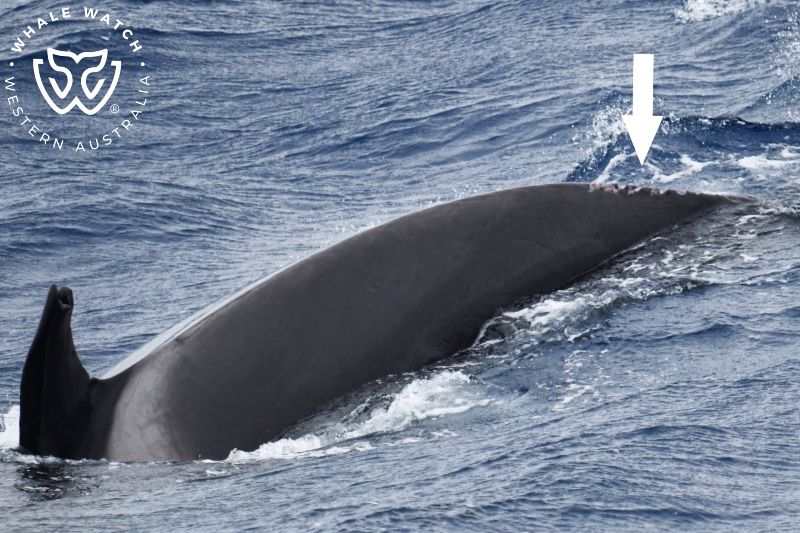 Whale Watch Western Australia