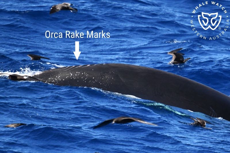 Whale Watch Western Australia