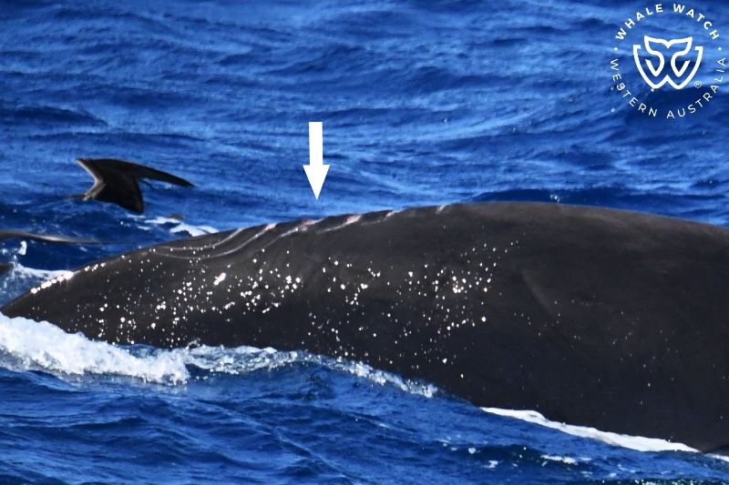 Whale Watch Western Australia