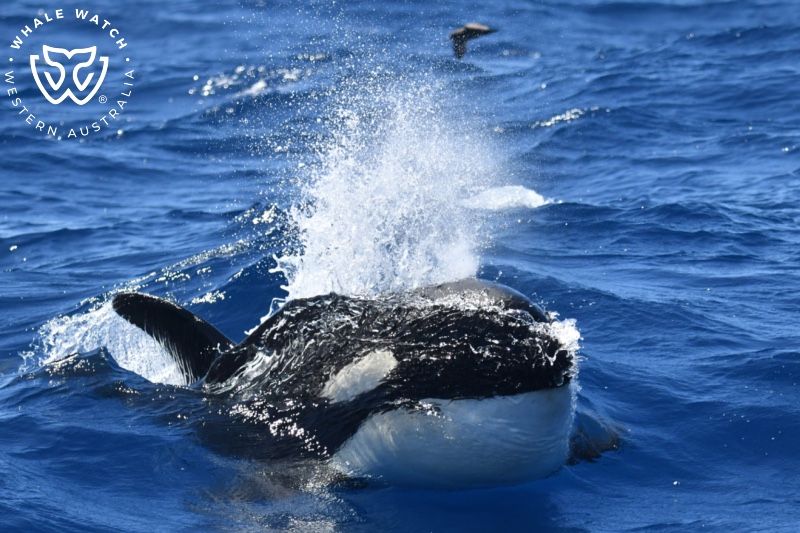 Whale Watch Western Australia