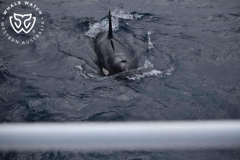 Whale Watch Western Australia