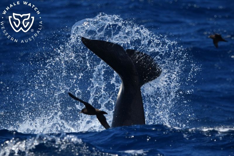 Whale Watch Western Australia