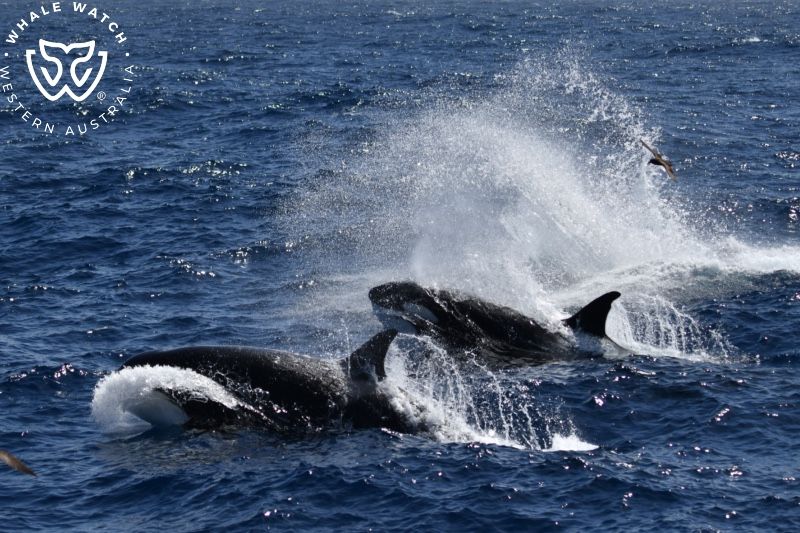 Whale Watch Western Australia