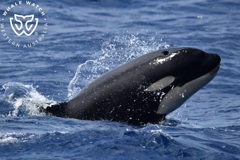 Whale Watch Western Australia