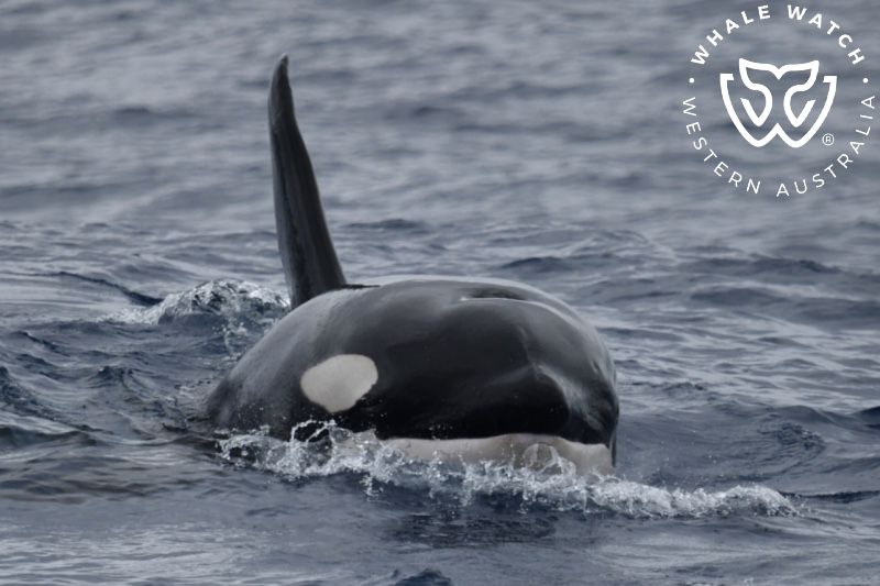 Whale Watch Western Australia