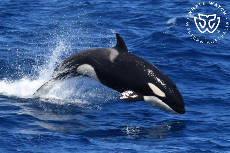 Whale Watch Western Australia