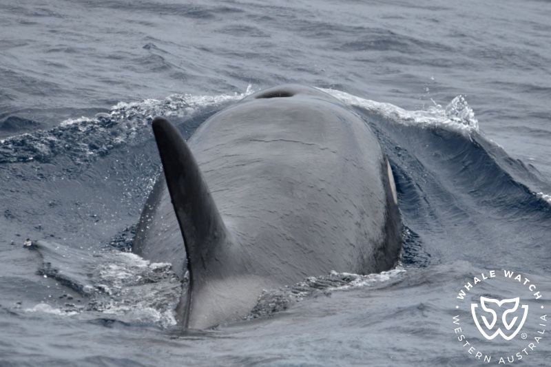 Whale Watch Western Australia