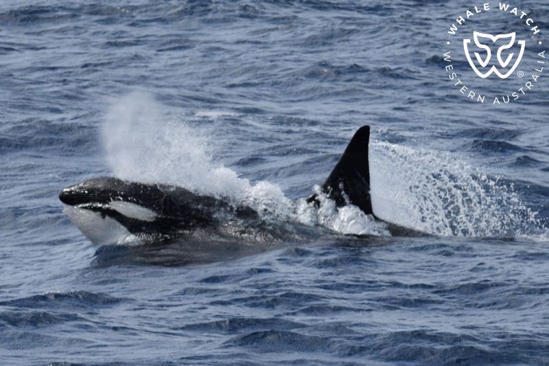 Whale Watch Western Australia